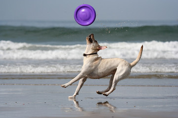 dog catching the disc