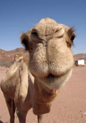 Foto auf Leinwand Kamel © yann vautrin