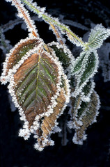 Winter, Blätter mit Rauhreif, Hochformat, Textraum, copy space