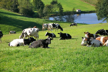 vaches