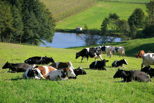 vaches
