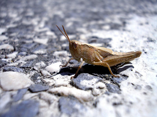 baby grasshoper