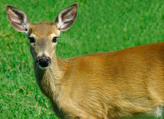 deer looking at us