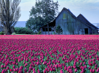 Obraz premium tulips and barn