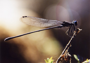 dragonfly