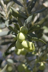 olives