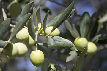 olives