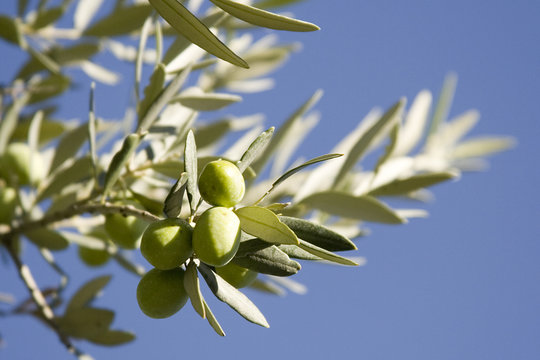 olives