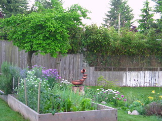 backyard garden