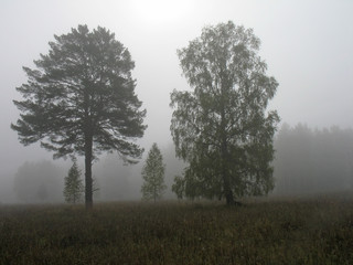autumn landscape with fog and trees