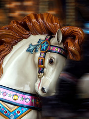 carousel horse © Katherine Haluska
