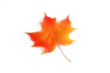 autumn maple leaf