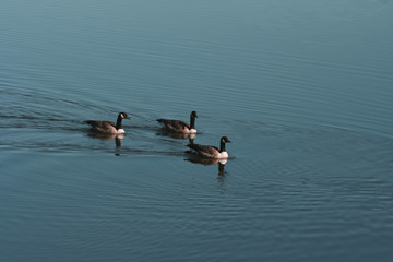 trio of canada geese on a calm pond