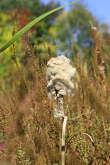 fluffy swamp plant seed stalk