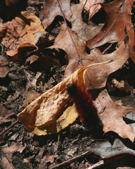hairy orange and black catepiller