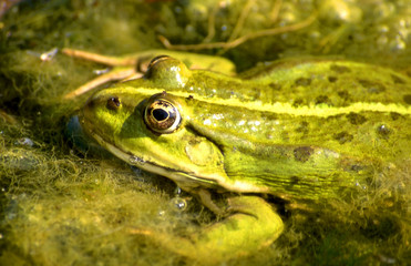 wasserfrosch2