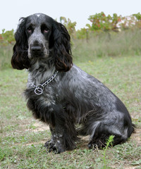 cocker bleu