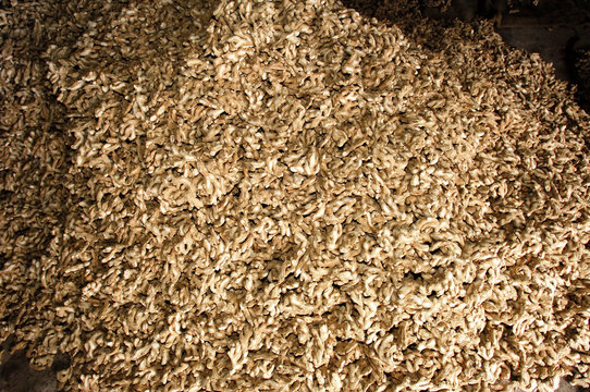 india, cochin: ginger storehouse