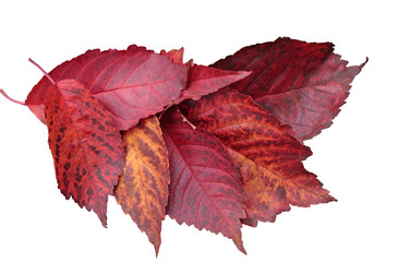 red autumn leaves