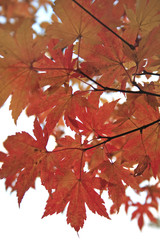 maple leaves