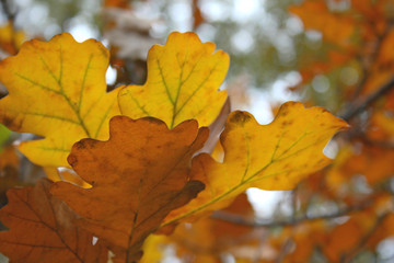 oak leaves