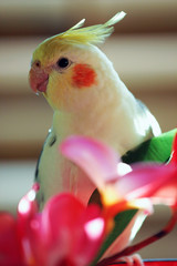 yellow cockatiel or parrot