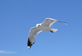 soaring seagull