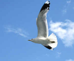 soaring seagull