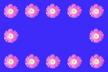 pink flowers on blue