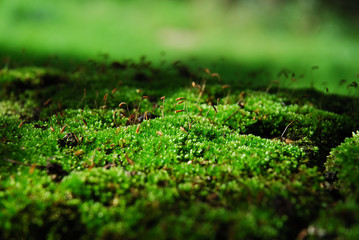 green moss