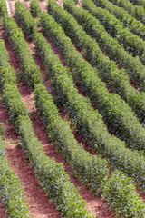 texture of green plowed