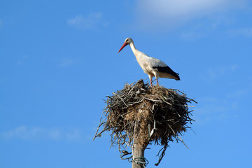 stork in the nest