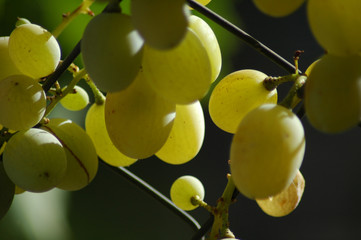 uvas blancas