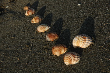 fila de conchas