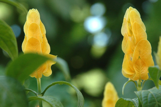 Flores Amarillas