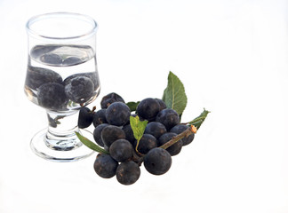 sloe gin - phase1
