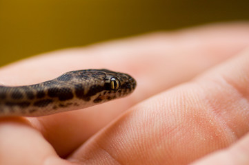 python head