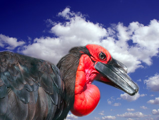 oiseau exotique