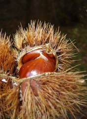 chataîgnes dans leurs bogues