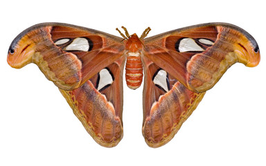 attacus