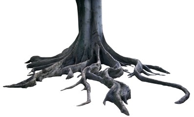 isolated roots