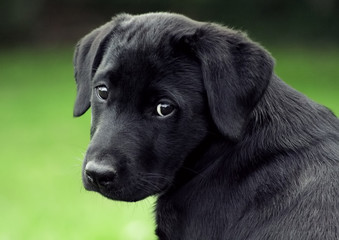 sad puppy