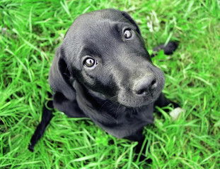 puppy