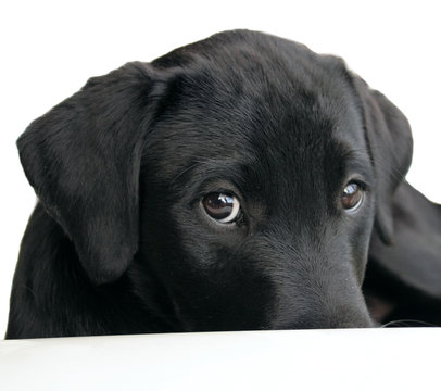 shy puppy