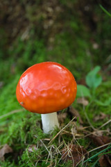 red capped toadstool