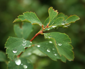 tropfen auf blatt