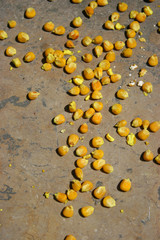 Fototapeta na wymiar yellow corn grains