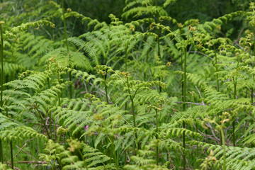 ferns