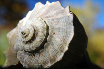 seashell close-up