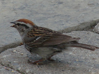 red headed sparrow